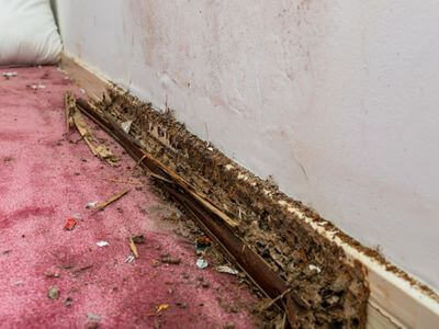 About Ludlow Mold Specialist - mold inspection experts in Ludlow, MA